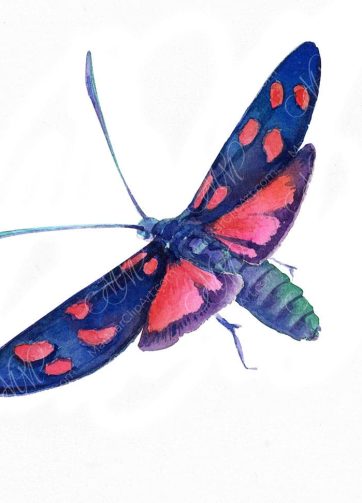 Butterfly Zygaena lonicerae. Watercolor illustration