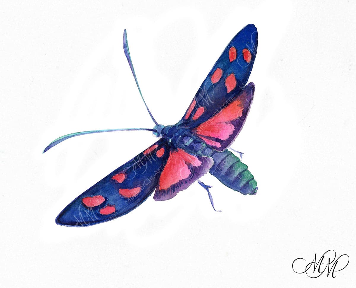 Butterfly Zygaena lonicerae. Watercolor illustration