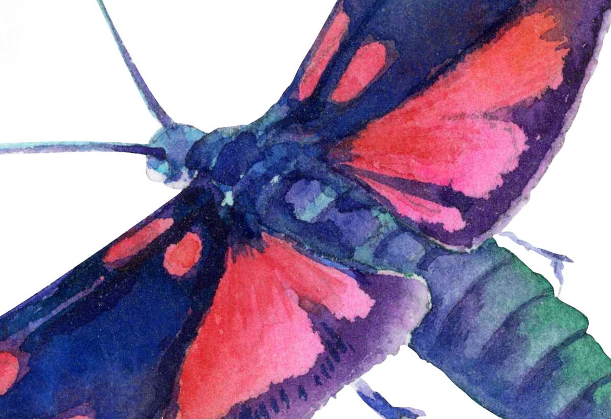 Butterfly Zygaena lonicerae. Fragment of watercolor illustration