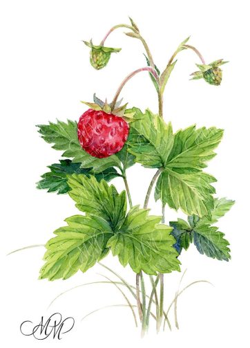 Wild strawberry illustration in botanical style