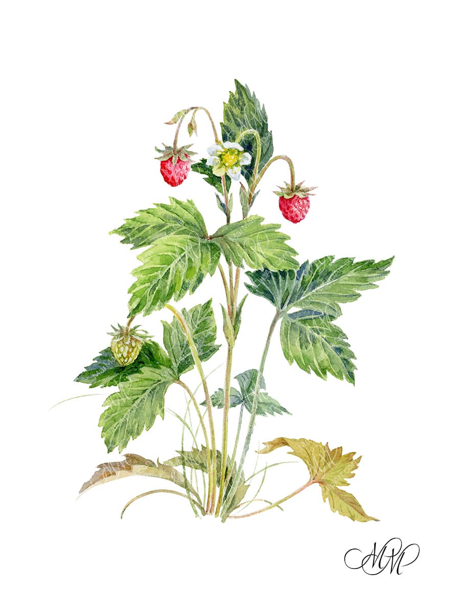 Wild strawberries watercolor illustration in botanical style