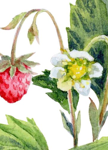 Wild strawberries. Fragment of watercolor illustration in botanical style