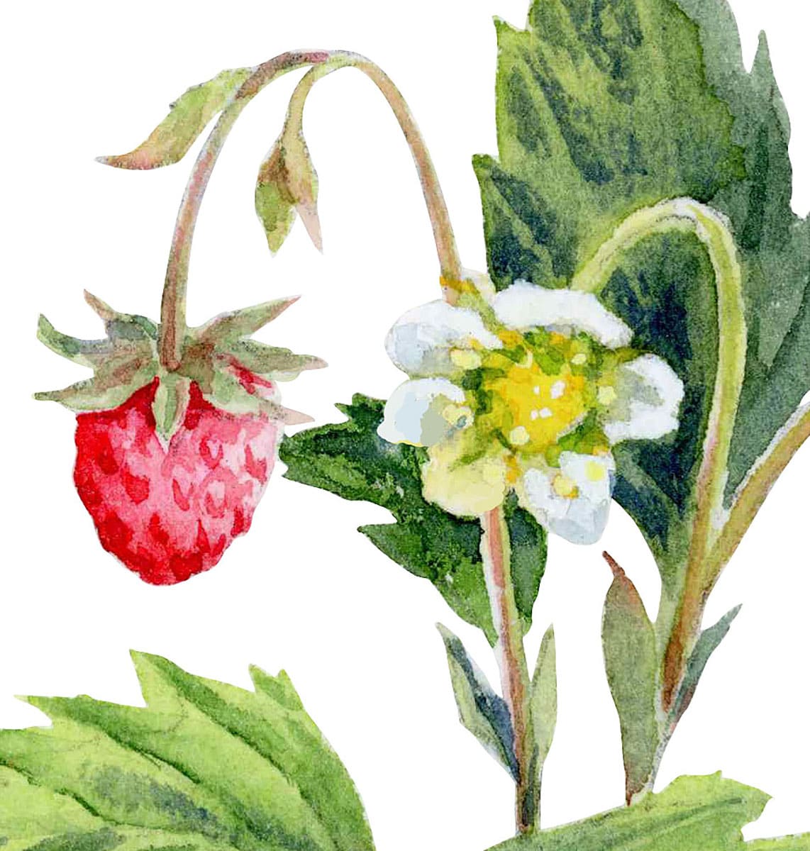 Wild strawberries. Fragment of watercolor illustration in botanical style