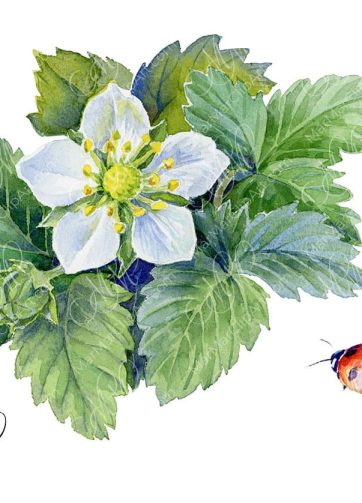 Wild strawberry flower and ladybug. Watercolor illustration