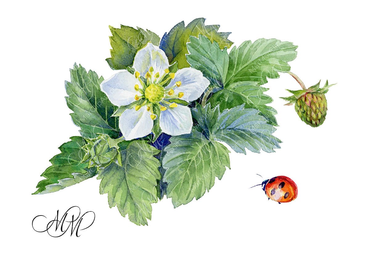 Wild strawberry flower and ladybug. Watercolor illustration