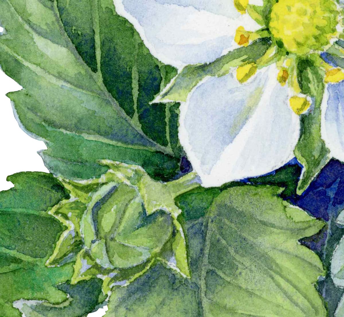 Wild strawberry flower and ladybug. Fragment of watercolor illustration
