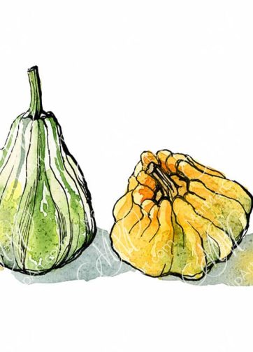 Set of 4 decorative pumpkins. Watercolor and black ink illustration