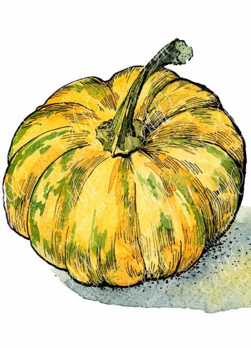 yellow pumpkin, watercolor and black ink illustration
