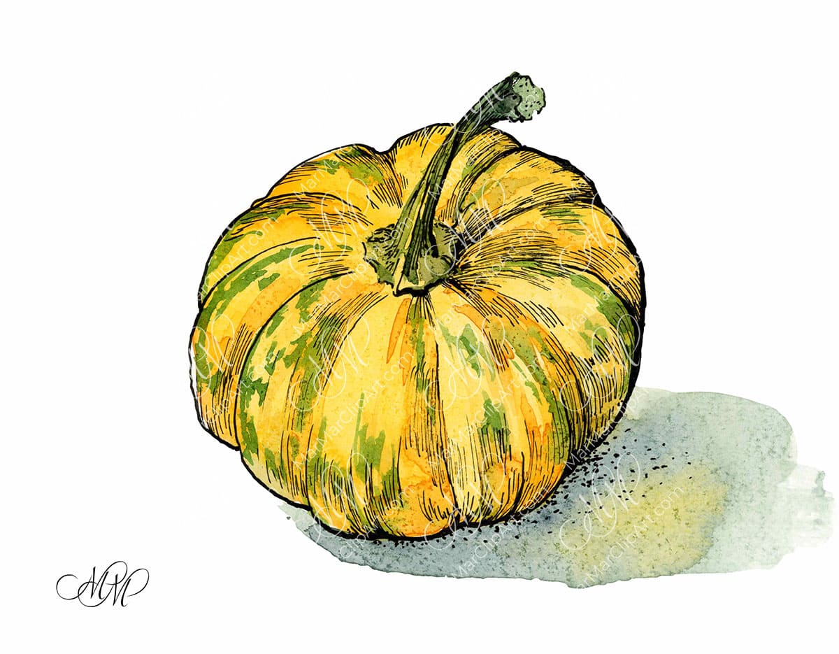 yellow pumpkin, watercolor and black ink illustration