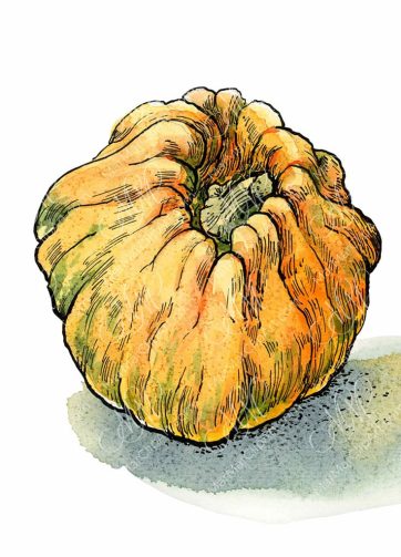 Orange pumpkin, watercolor and black ink illustration