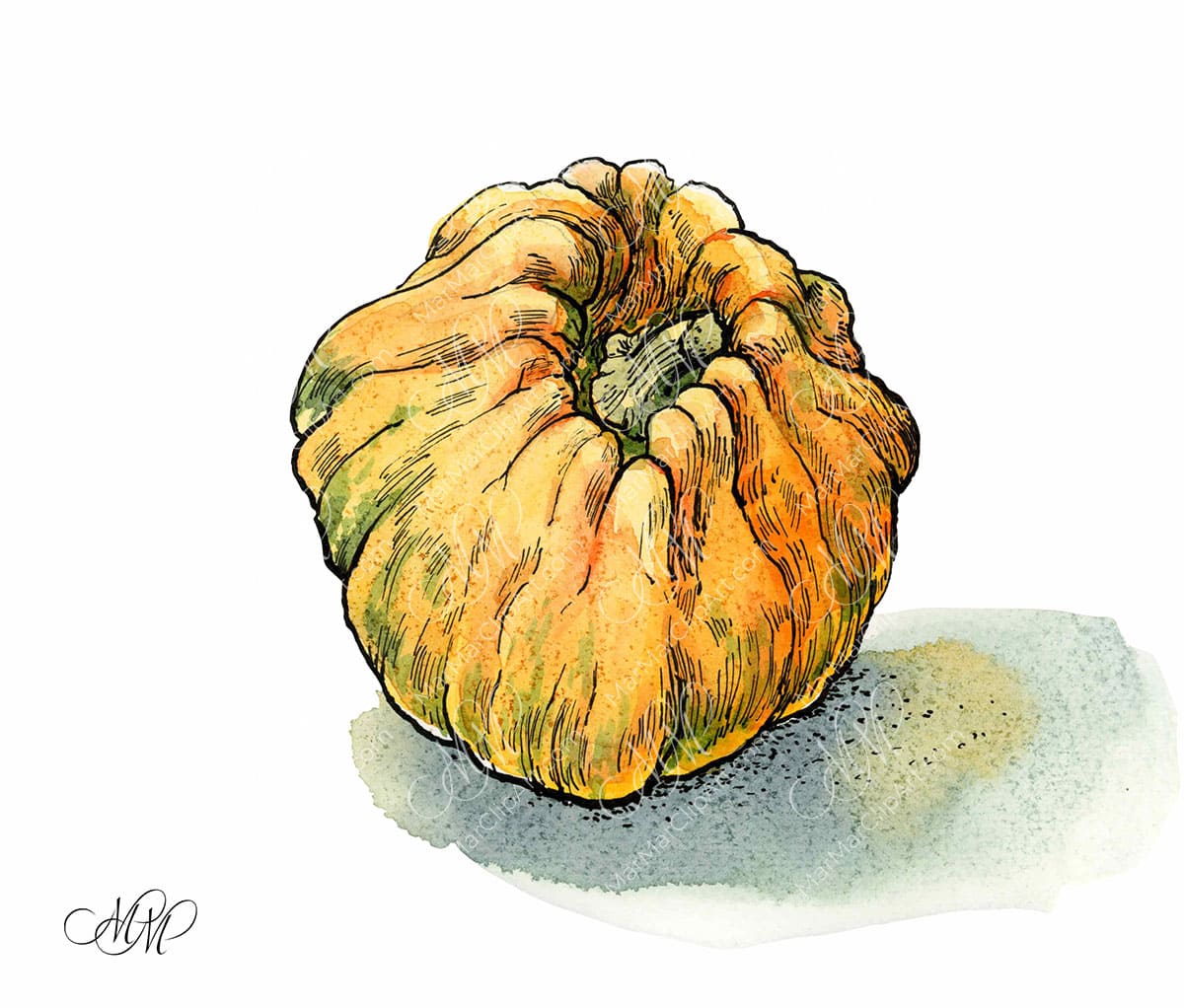 Orange pumpkin, watercolor and black ink illustration