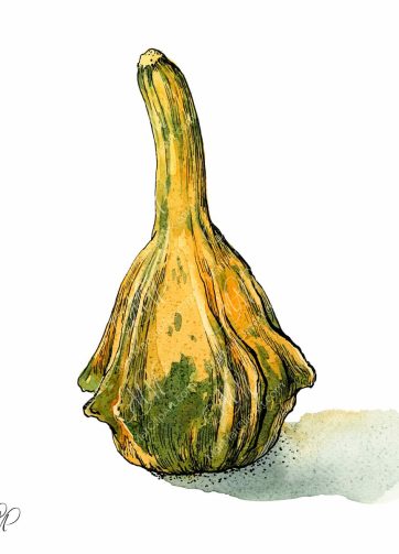 Decorative pumpkin, watercolor and black ink illustration