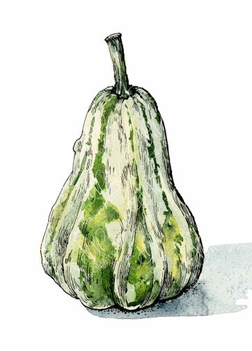 Green pumpkin, watercolor and black ink illustration