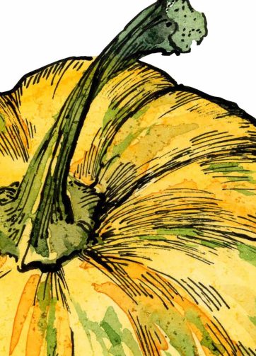 yellow pumpkin, fragment of watercolor and black ink illustration