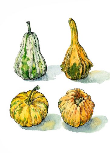 Pumpkins: set of 4 images and animated gif