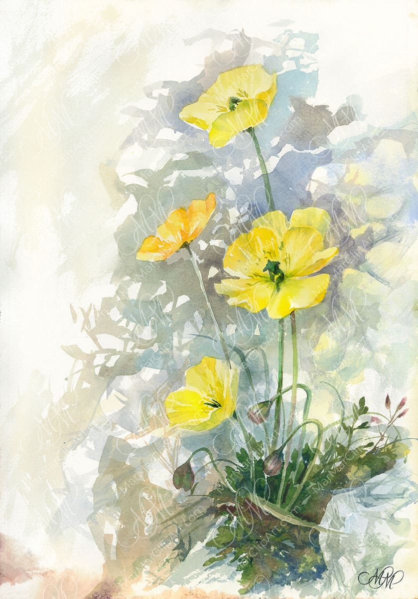 Yellow poppies. Floral watercolor painting