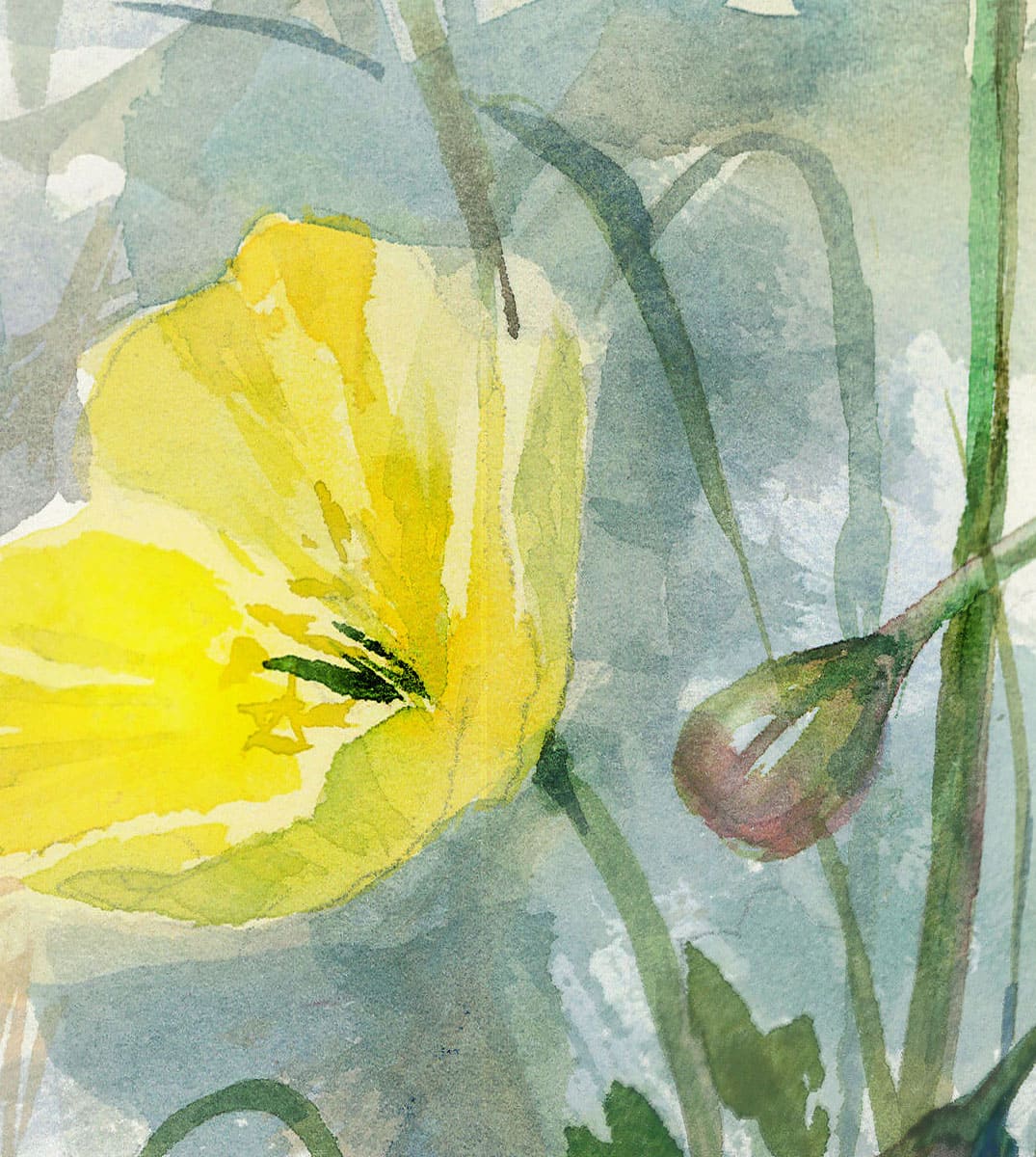 Fragment of watercolor painting Yellow poppies