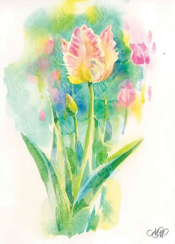 Parrot Tulip. Watercolor Fine Art Print